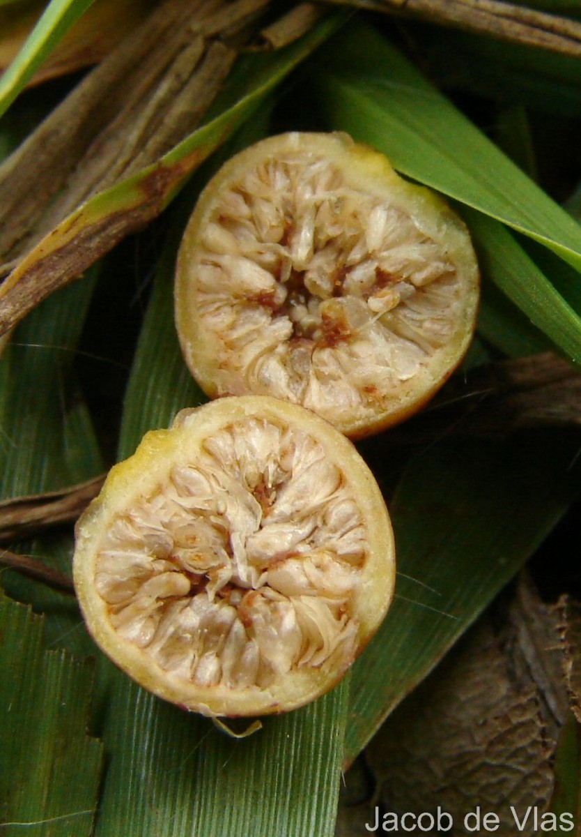 Ficus benjamina L.